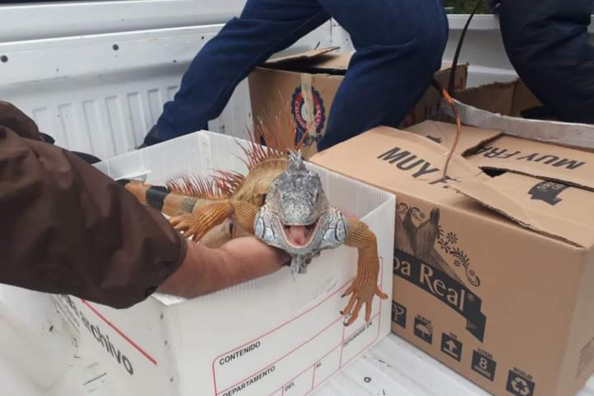 En el operativo participa personal de la PROFEPA y la Dirección de Protección Animal de Tampico. Foto: Protección Civil Tampico.