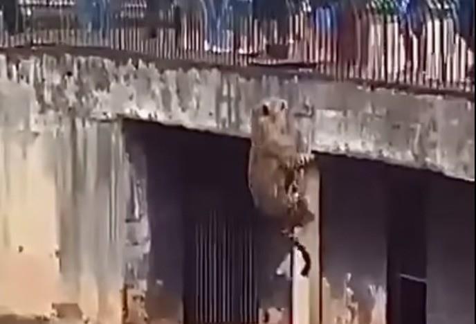 El felino, en un acto impresionante de fuerza y agilidad, logró llegar hasta el barandal. Foto: Facebook Artículo Sexto.