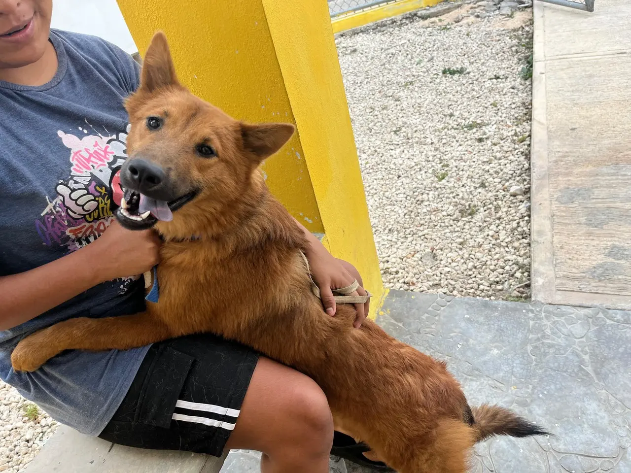 Una especialista habló sobre los cuidados que deben tener los animales rescatados de la calle, pues pueden causar enfermedades.- Foto de Omar Xool Montelongo