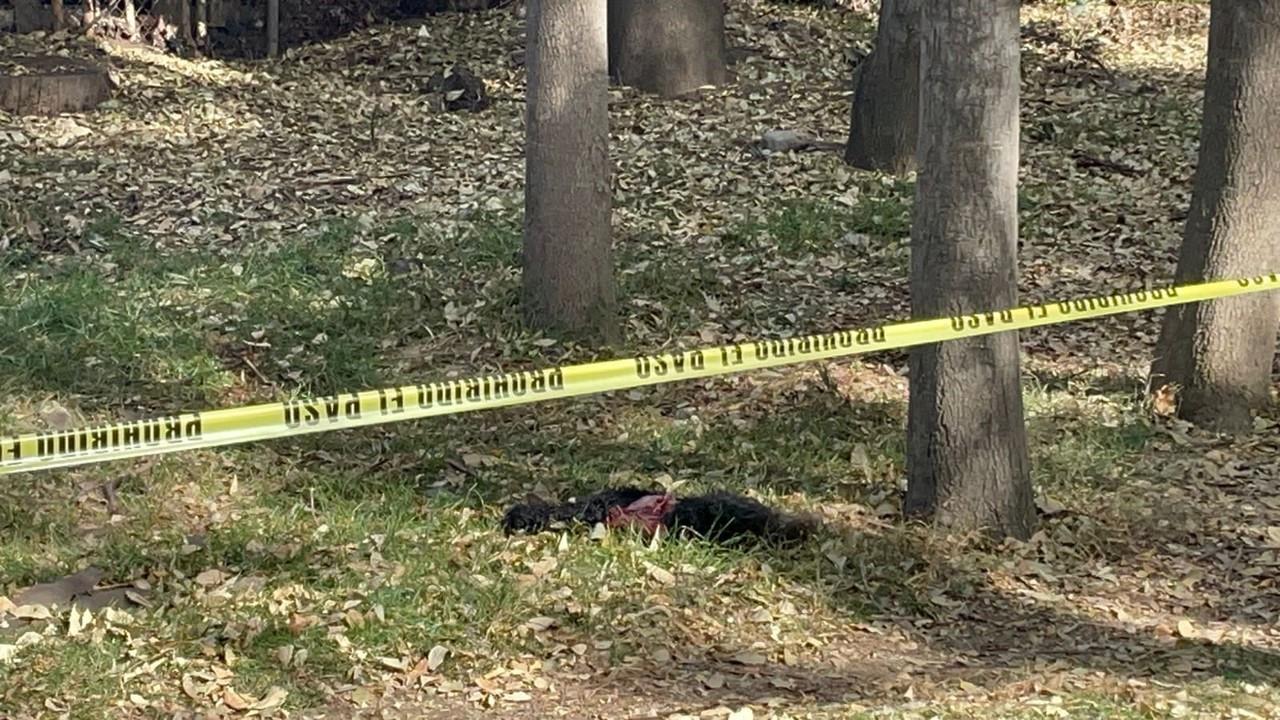 Hallan otro perro muerto en el bosque de Nativitas con signos de tortura. Foto: Ramón Ramírez