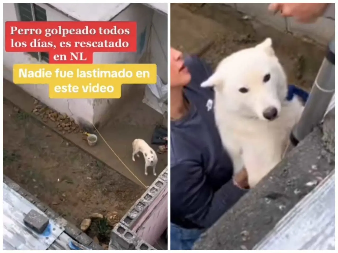 Pareja rescata a perro que era maltratado por su dueño en Monterrey (VIDEO)