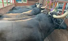 Los toros de lidia en Yucatán: industria y derrama económica