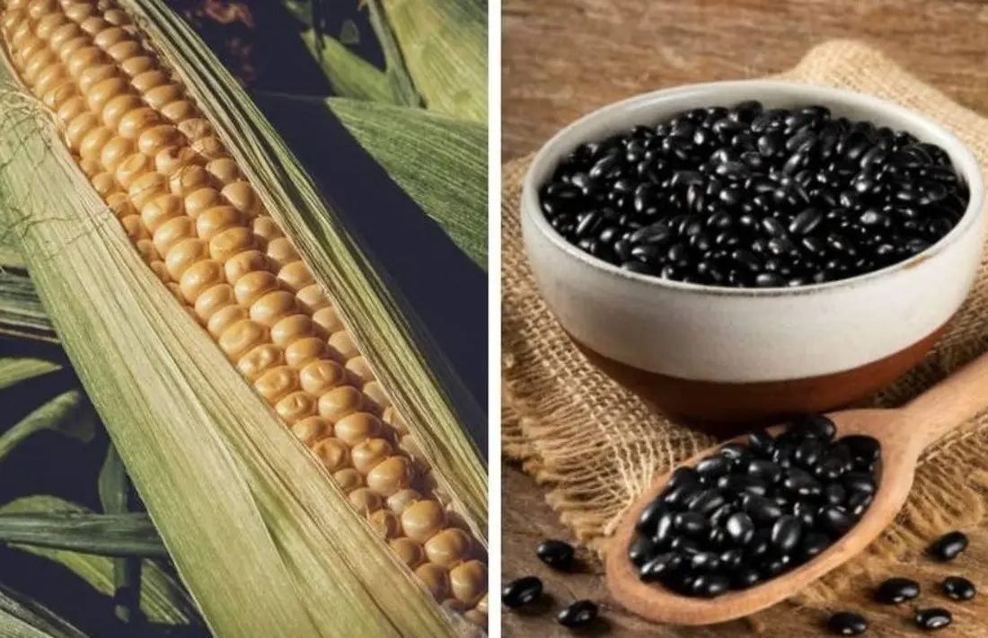 México estableció récord de importación de maíz y frijol en 2023, señala GCMA. Foto: Especial