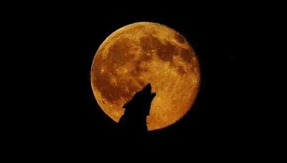 El próximo 25 de enero, observa la Luna del lobo en su máximo esplendor