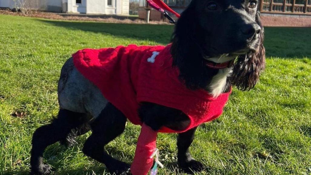 Operan con éxito a perrita de 6 patas abandonada en Reino Unido