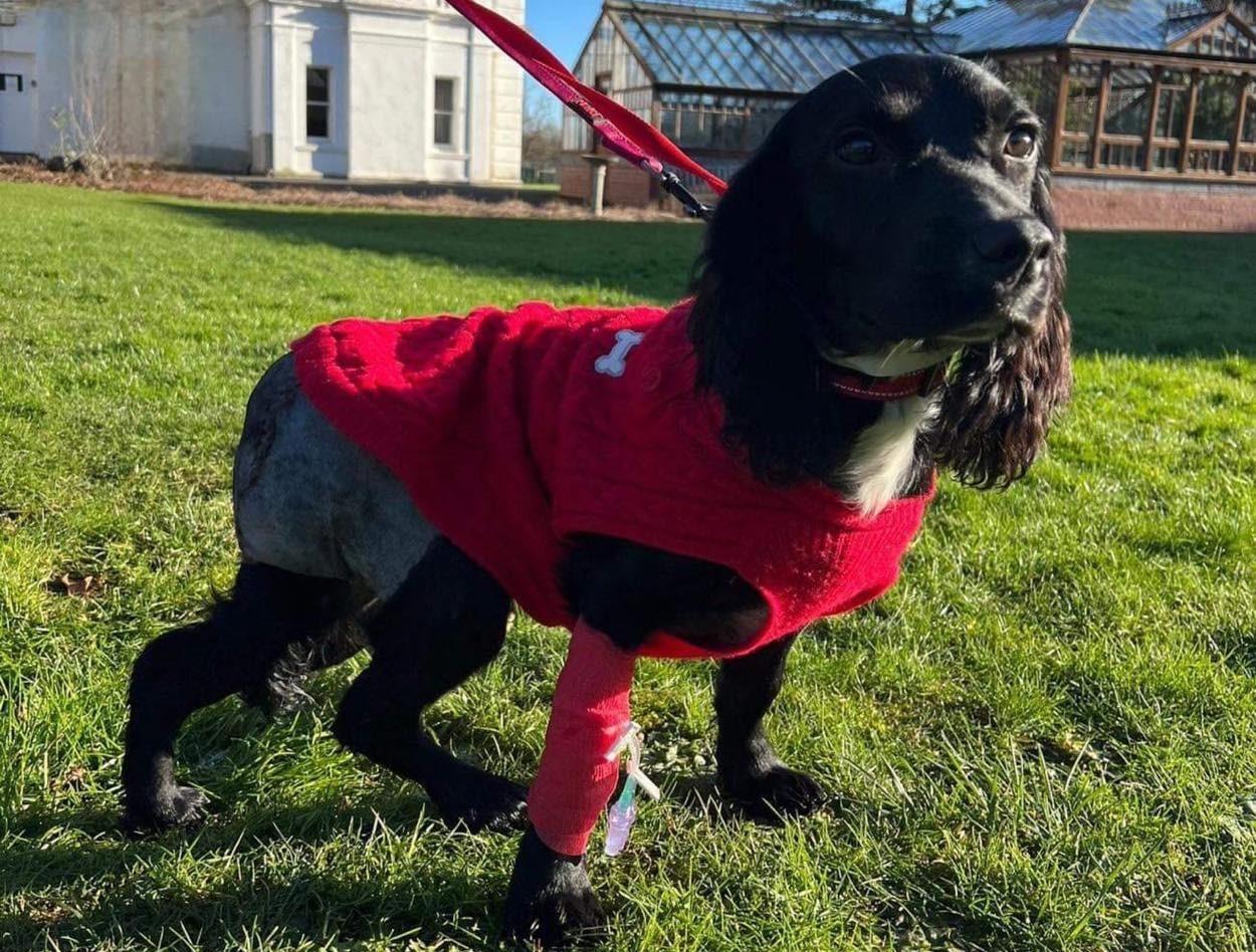 Ariel, la perra de seis patas abandonada fue sometida a una exitosa operación. Foto. Facebook