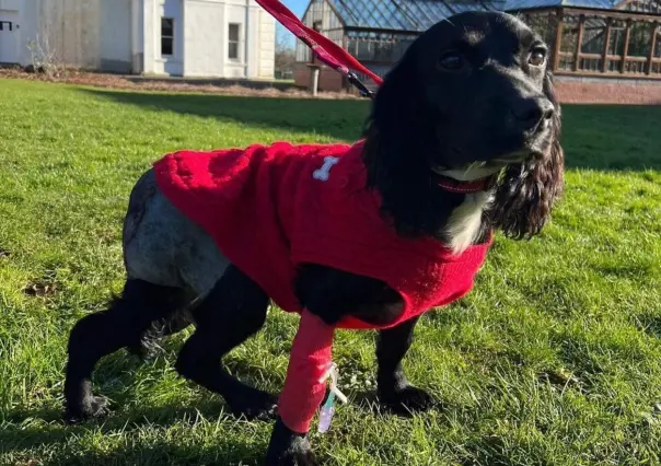 Operan con éxito a perrita de 6 patas abandonada en Reino Unido