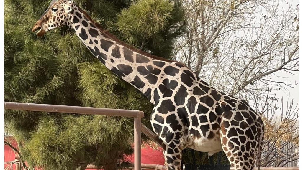 ¡Benito llegará a Africam Safari!: finalmente tendrá la vida que merece