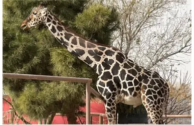 ¡Benito llegará a Africam Safari!: finalmente tendrá la vida que merece