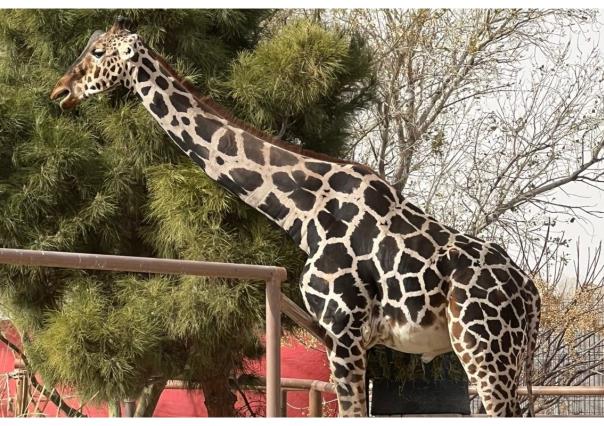 ¡Benito llegará a Africam Safari!: finalmente tendrá la vida que merece