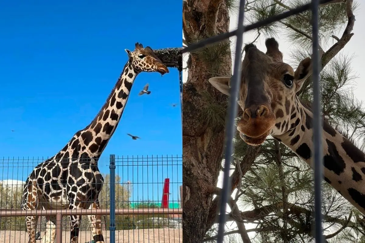 La jirafa Benito fue trasladada a un nuevo hogar en Africam Safari de Puebla. Foto. FAcebook