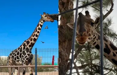 Trasladan a jirafa Benito a Puebla acompañado de profesionales de Africam Safari