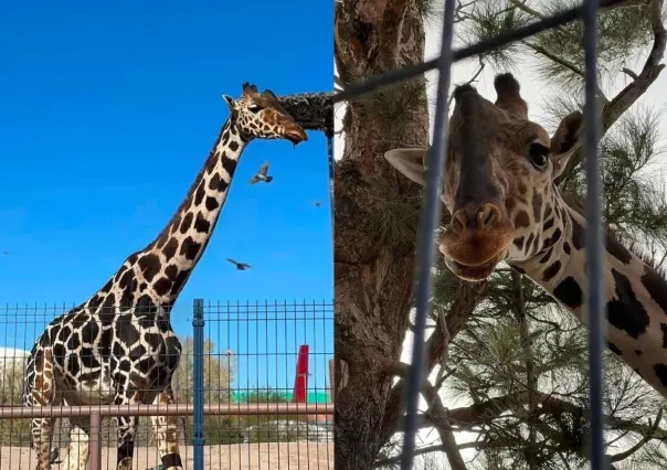 Trasladan a jirafa Benito a Puebla acompañado de profesionales de Africam Safari