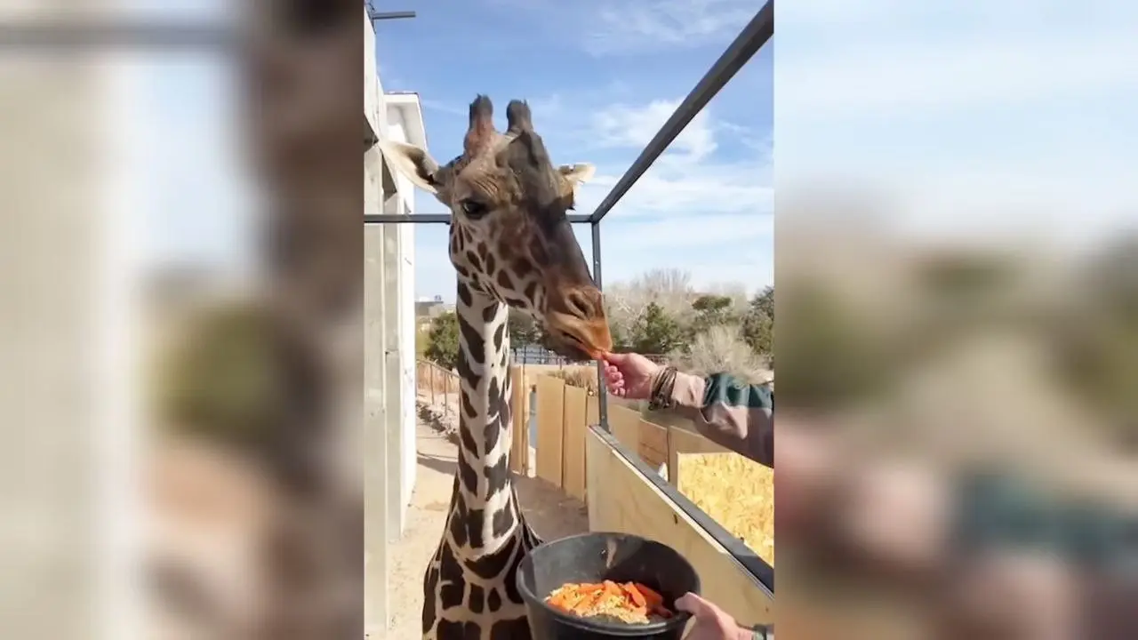 La jirafa Benito hace una breve  parada en Durango. Foto: Tiktok Africam Safari