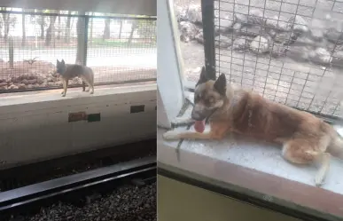 Can deambula dentro del metro en la estación Potrero y sale sano y salvo