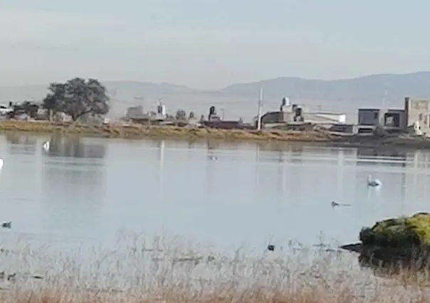 Pocas, pero llegan aves migratorias a San Pablo Autopan