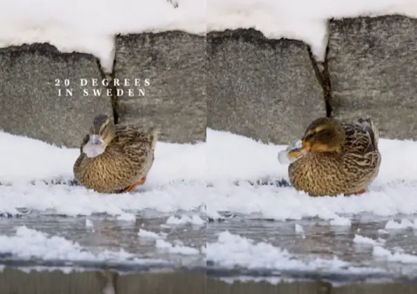 Se congela el pico a un patito a -20 grados Celcius en Suecia