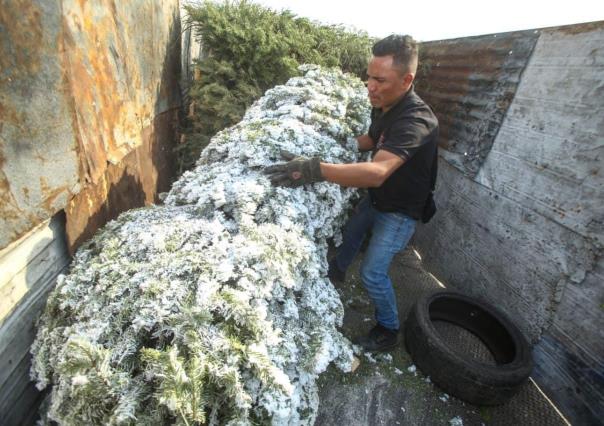 Instalan centros de acopio de árboles de navidad en Ecatepec