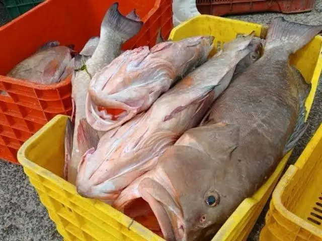 Pescadores exponen la mala racha en la pesca del mero, a pocas semanas de que entre en veda. Foto: Omar Xool Montelongo