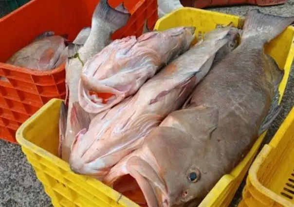 Mala racha para los pescadores yucatecos en la captura del mero