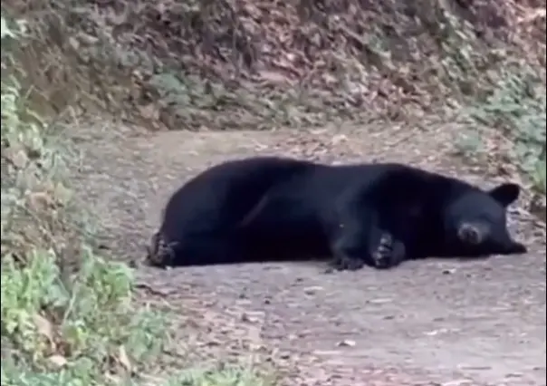 Captan a oso dormido en medio de vereda en Chipinque (VIDEO)