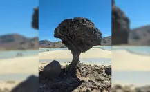 ¡Hongo a la vista! Captan bajamar en playa Balandra