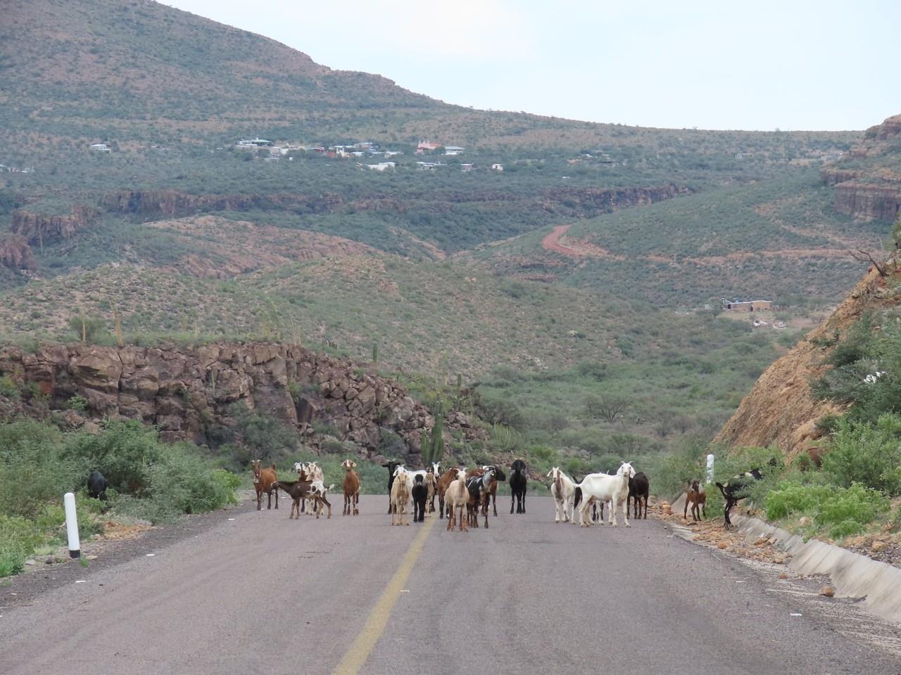 San Francisco de la Sierra en Mulegé es sede del primer Festival del Cabrito. Foto: X @SECTURBCS