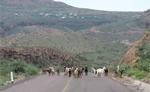 Buscan a la cabra más lechera en el Festival del Cabrito Buscan a la cabra más lechera en el Festival del Cabrito
