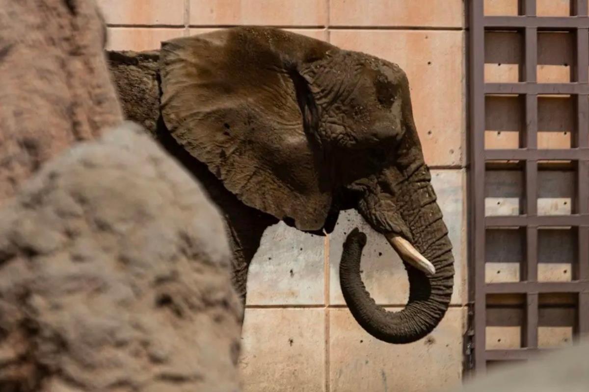 Conoce la conmovedora historia de Ely, la elefanta más triste del mundo. Foto: @rbarriosfuentes