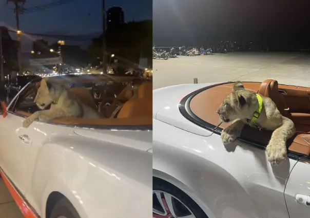 Pareja es denunciada por pasear a león en auto convertible