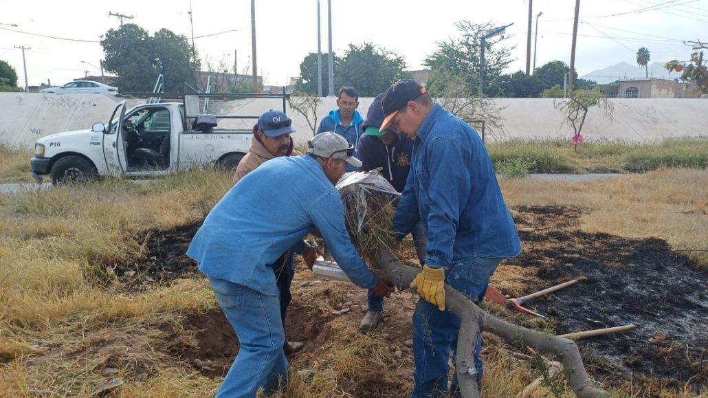 De los 50 árboles trasladados, 32 fueron plantados en las áreas de la Alameda Zaragoza, cinco a lo largo del bulevar Constitución, tres en el camellón central del Río Nazas, y el resto en el Bosque Venustiano Carranza. (Fotografía: Gobierno de Torreón)