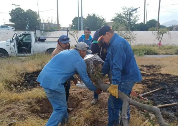 Concluyen rescate de 50 árboles del Metro Parque Nazas en Torreón