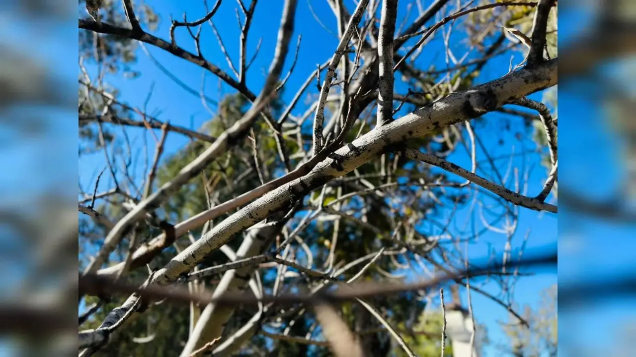 Plagas afecta 7 mil hectáreas de los bosques de Durango