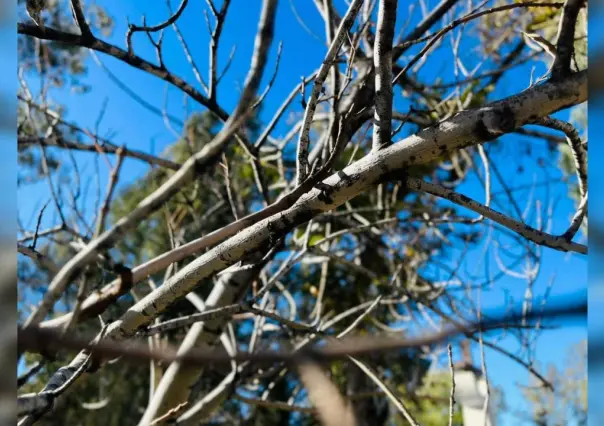 Plagas afecta 7 mil hectáreas de los bosques de Durango