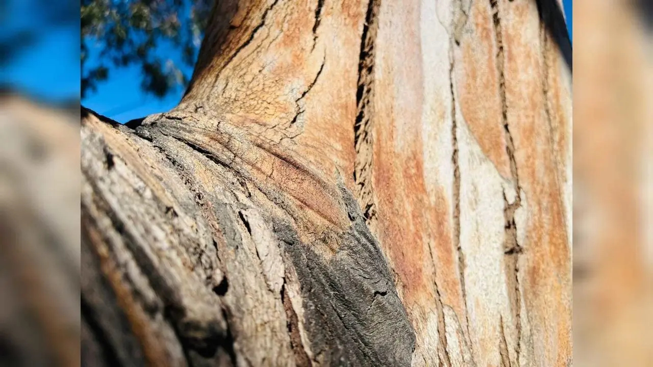 Plagas afecta 7 mil hectáreas de los bosques de Durango