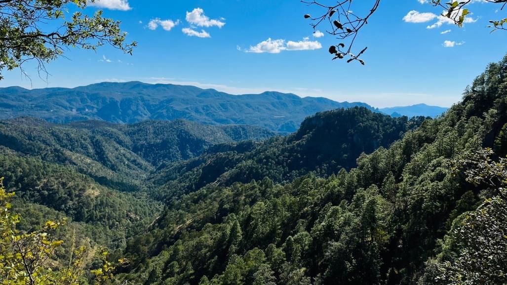 Suman seis incendios forestales en lo que va de este año