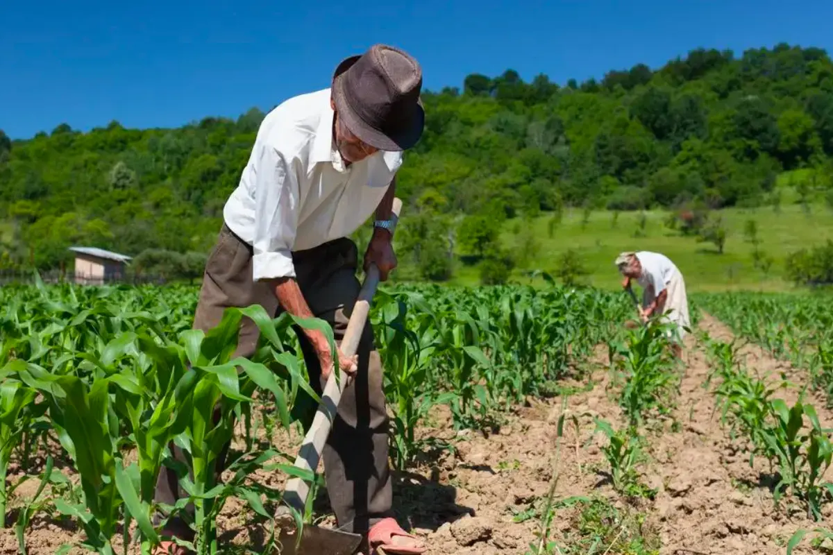 Piden reunión con la SHCP para solucionar adeudos de agricultores. Foto: Especial