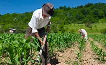 Piden reunión con la SHCP para solucionar adeudos de agricultores Piden reunión con la SHCP para solucionar adeudos de agricultores