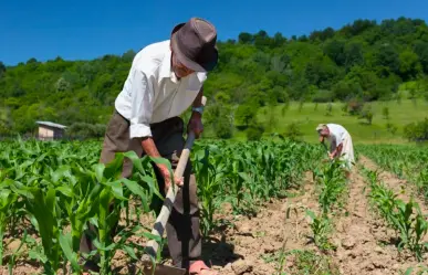 Piden reunión con la SHCP para solucionar adeudos de agricultores