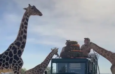 Jirafa Benito por fin conoció a su nueva familia del Africam Safari | VIDEO