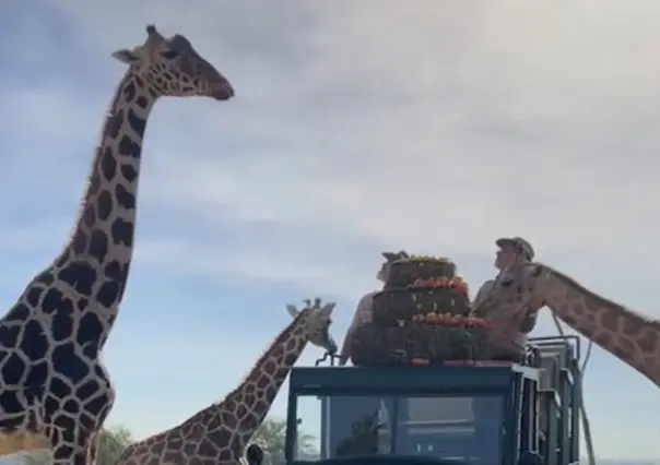 Jirafa Benito por fin conoció a su nueva familia del Africam Safari | VIDEO