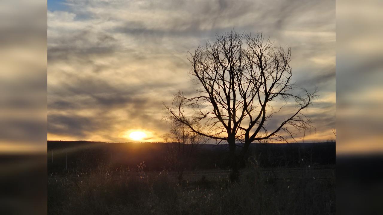 Para derribar un árbol, debes realizar un trámite especial para que se autorice su retiro. Foto: Luis Lozano