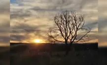 ¿Alguna vez pensaste en derribar un árbol? Lo que debes saber si eres de Durango