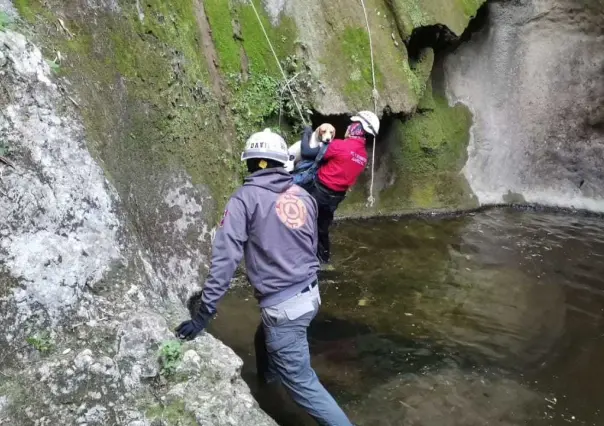 Protección Civil Nuevo León salva a un perrito atrapado en el Cerro Agujerado