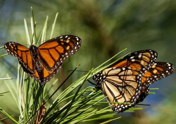 Estudio revela disminución significativa de mariposas monarca en California