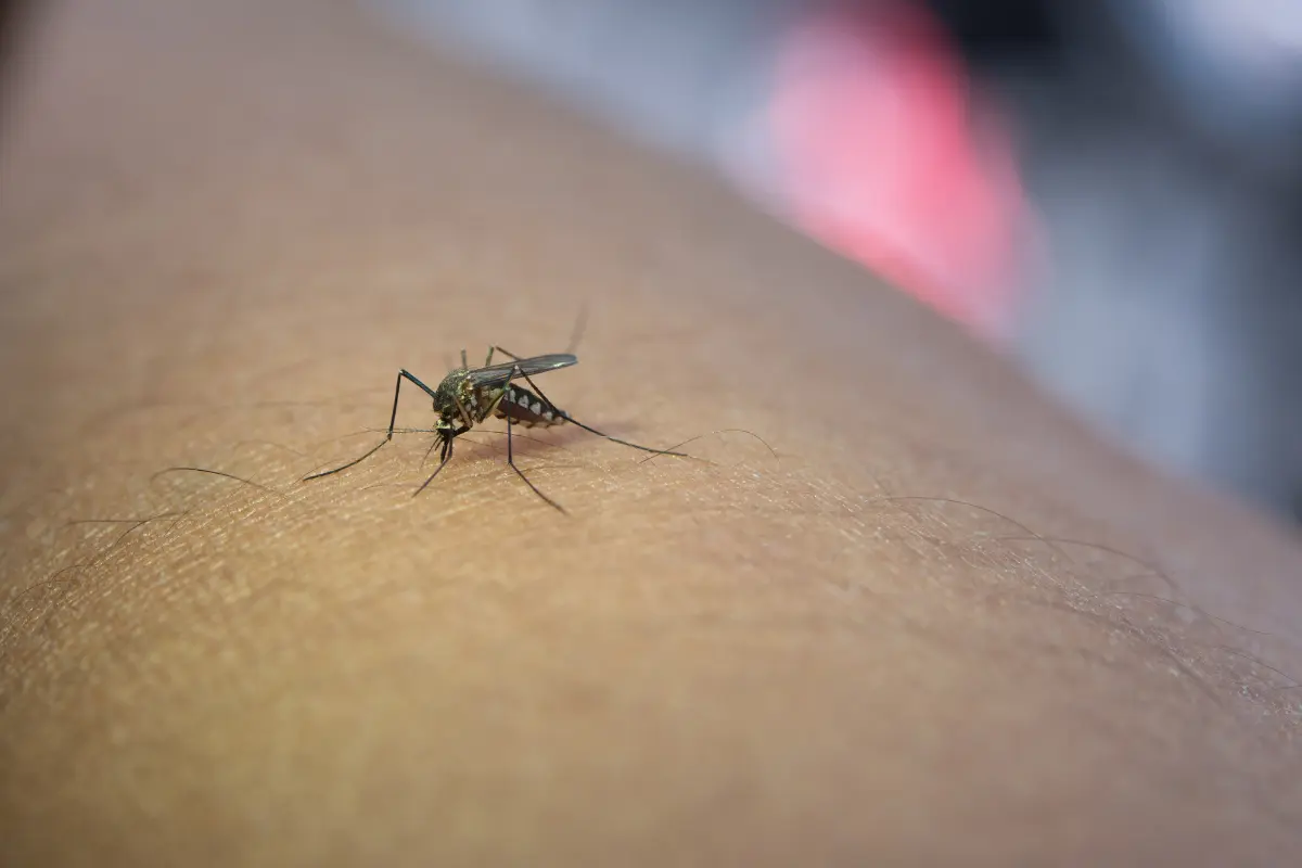 Medidas para reducir los casos de dengue. Foto: jcomp / Freepik