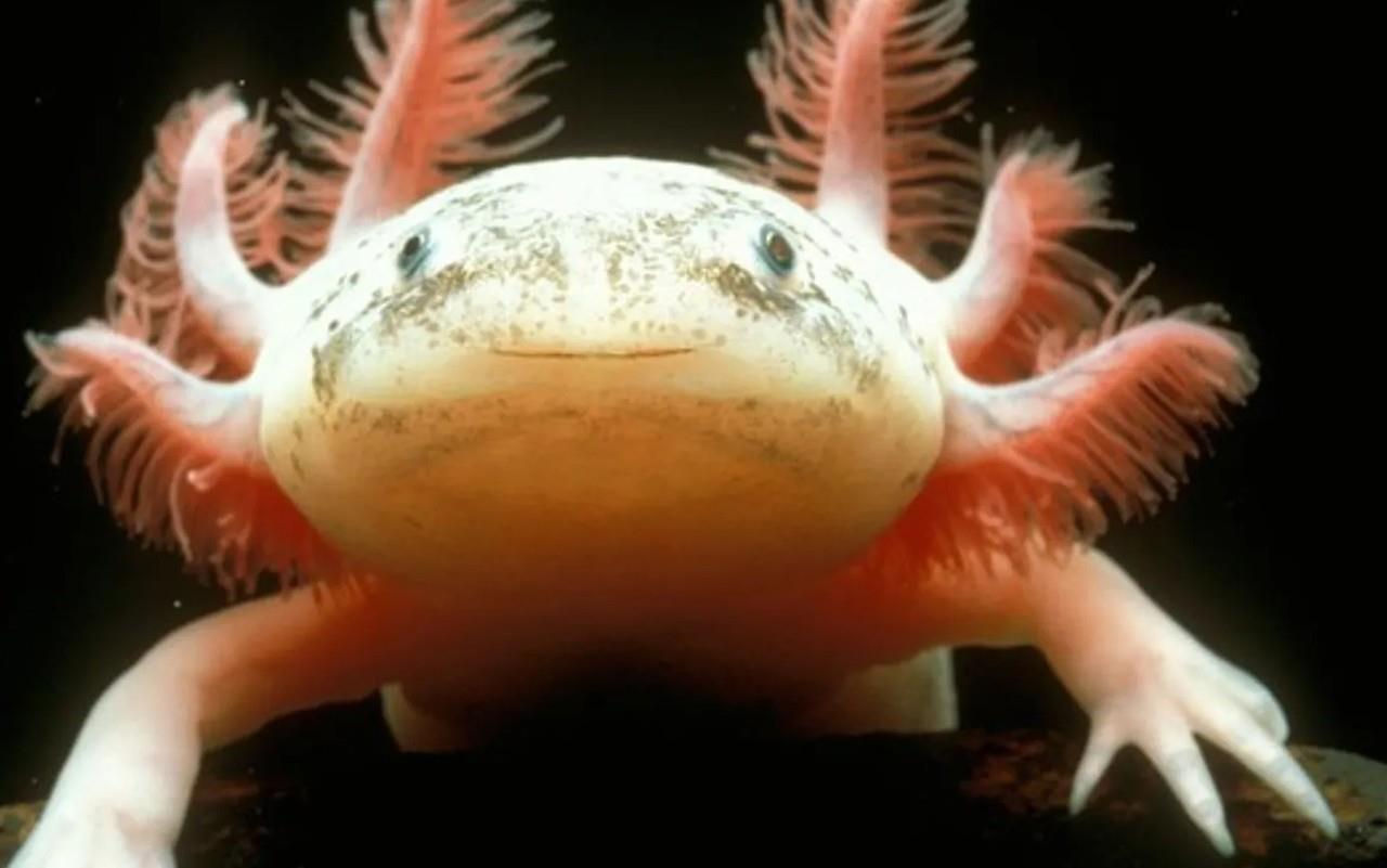 El Ajolote está en peligro de extinción, es por ello el 1 de Febrero es recordado para tomar conciencia sobre su existencia. Foto: Facebook Secretaría de Turismo