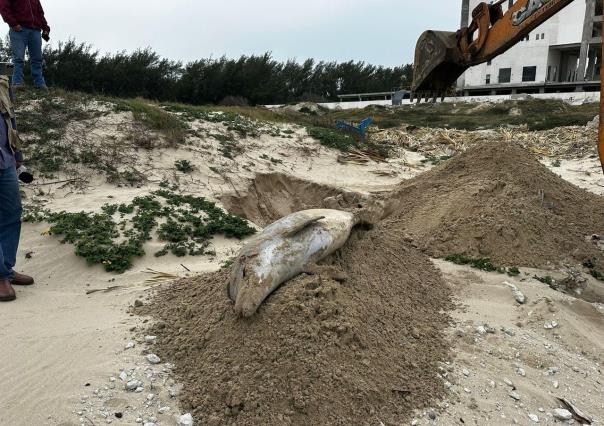 Encuentran Delfín muerto en la playa Miramar