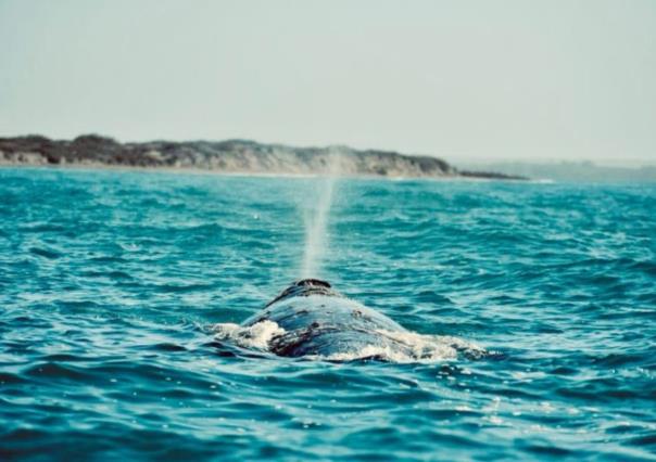 Registran 50 ballenas grises en Puerto Adolfo López Mateos