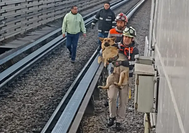 ¡Qué a gusto!, rescatan a perrito que descansaba en vías del Metro de la Línea B